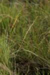 Image result for Trachypogon