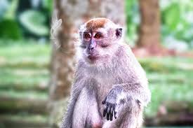 I might consider an animal to be cute when you consider it to be. Monkey Primate Animal Macaque Wildlife Mammal Asia Nature Tropical Rainforest Ape Cute Anyrgb