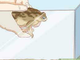 3 Ways To Keep A Wild Caught Toad As A Pet - Wikihow