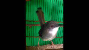 We did not find results for: Ciblek Ngebren Penghianat By Reza Adryano