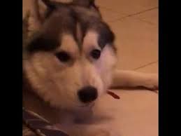 هاسكي يضحك husky youtube husky dogs animals