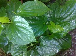 Check spelling or type a new query. 10 Petua Hilangkan Kahak Bayi Mama Boleh Cuba Dalam Rumah