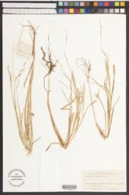 Image result for Eriochloa fatmensis