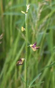Image result for Crotalaria oocarpa