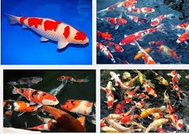 Jenis ikan hias air tawar. Ikan Hias Air Tawar Yang Berumur Panjang