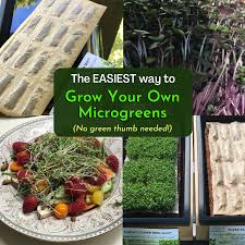 Hamama Microgreens Starter Kit And Seed Quilts Review Apsauga tinkama šiems bagster krepšių modeliams hamama microgreens starter kit and seed
