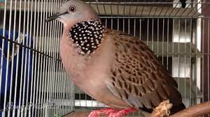 Suara Burung Tekukur Bersih Dan Merdu Buat Pikat Dan Pancingan Bird Animals