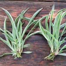 Image result for Chlorophytum perfoliatum