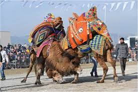 Journal of cancer research and therapeutics. How Many Large Camelids In The World A Synthetic Analysis Of The World Camel Demographic Changes Springerlink