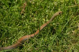 We did not find results for: 3 Safe Ways To Get Rid Of Snakes In Your Yard Midwest Tongs