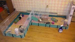 It has the dimensions of 47 x 24 with the walls being 14 high. Guinea Habitat Guinea Pig Cage Accessories By Midwest Guinea Habitat Youthinkwedo Com Br