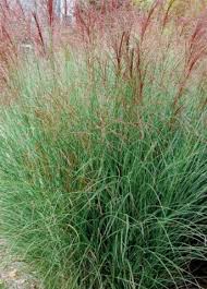 Image result for Miscanthus sinensis