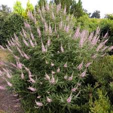 Image result for Vitex fischeri