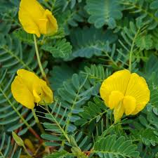 Image result for Aeschynomene glauca