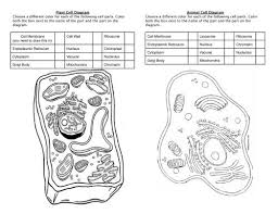 Give the function for each cell structure and then color and label the animal cell. Plant Animal Cell Diagram Coloring Sheet Century Life Science
