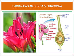 Check spelling or type a new query. Perkembangbiakan Bunga Bakung Bagian Bunga Fungsi Dan Contoh Beserta Gambar Pengertian Dan Contoh Perkembangbiakan Vegetatif Alami Pada Tumbuhan Jawabansoalcorps