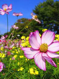 Pin On Vintage Gardening