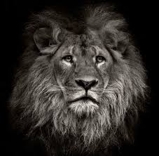 Black And White Dark Theme Lion Wallpaper 4k Arrogant Lion Poster Pixers We Live To Change In 2020 Black And White Lion White Lion Lion Poster