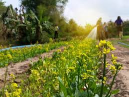 Does your flower resemble this? 16 998 Yellow Flower Vegetable Farm Stock Photos And Images 123rf