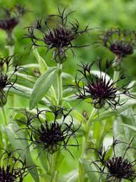Image result for Centaurea praecox