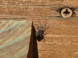 What kills box elder bugs? Boxelder Bugs Must Die I M Not Stalking You
