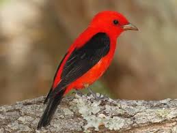 Pin On Rainbow Of Birds