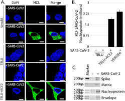 Processing of Genomic RNAs by Dicer in Bat Cells Limits SARS-CoV-2  Replication