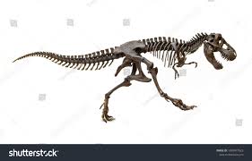 Submitted 1 year ago by mindless2831. Fossil Skeleton Of Dinosaur King Tyrannosaurus Rex T Rex Isolated On White Background King Tyrann Dinosaur Pictures Dinosaur Fossils Tyrannosaurus Dinosaur