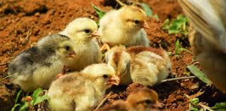 Pui de matase japoneza la 4 saptamani. Boboci De Rata Pekin Sau Muta Vanzare Pui De O Zi Agri Shop