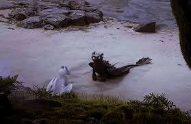 Pin By Dracorex55 On Httyd Refs Night Fury How Train Your Dragon How To Train Dragon How To Train Your Dragon