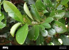 Image result for Erythroxylum emarginatum