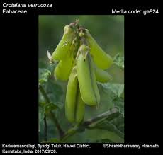 Image result for Crotalaria laburnifolia