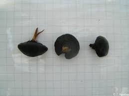 Image result for Aponogeton stuhlmannii