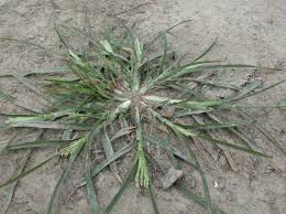 Image result for Eleusine