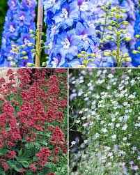 Idmarket colonne décorative éclairage led intégré motifs fleurs jardinière pour plantes. 11 Plantes Vivaces Pour Massif Champetre Jardin Pot