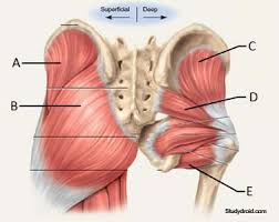 But you don't need to move them very much—or for very long—to challenge them. Gluteal Stretches For Hip Flexibility Wenzel Coaching