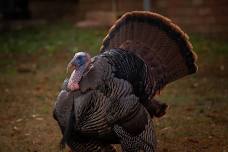 Turkey Shoot Golf Scramble