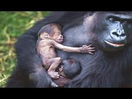 Youtube Baby Animals Gorilla Animals