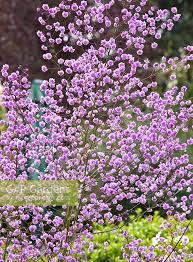 Thalictrum, chinese meadow rue, meadow rue, yunnan meadow rue 'hewitt's double' (thalictrum delavayi) by carkeekfish. Thalictrum Delavayi Stock Photo By Ron Evans Image 0162248