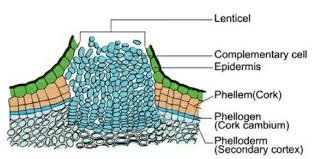 Draw the diagram of lenticels on the trunk of tree