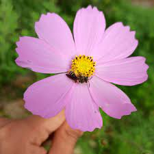 File Cosmos Bipinnatus Asteraceae With An Andrena Sp Bee Jpg Wikipedia