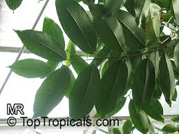 Image result for Syzygium cumini