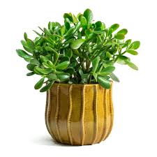 It is a popular, topical. Crassula Ovata Succulents Jade Plant Money Plant Hortology