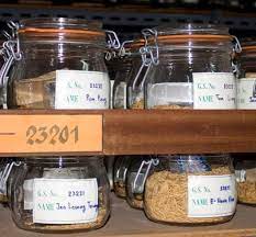 Advantage we can say that ilgm is the best seed bank on the planet. Low Oxygen Seed Storage Wur
