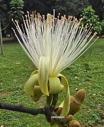 Image result for Malvaceae subfamily Bombacoideae