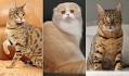10 Best Cat Breeds (With Adorable Personalities) in 2020