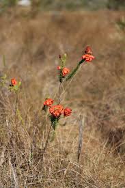 Image result for Ctenium concinnum