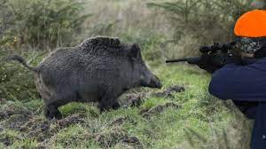 Chasse Sanglier En Battue Superbe Battue Aux Sangliers 2020 Youtube