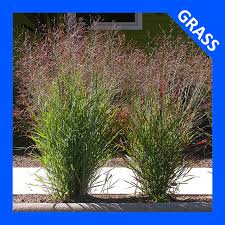 Image result for Aizoon virgatum