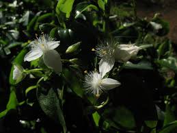 Image result for Aneilema zebrinum